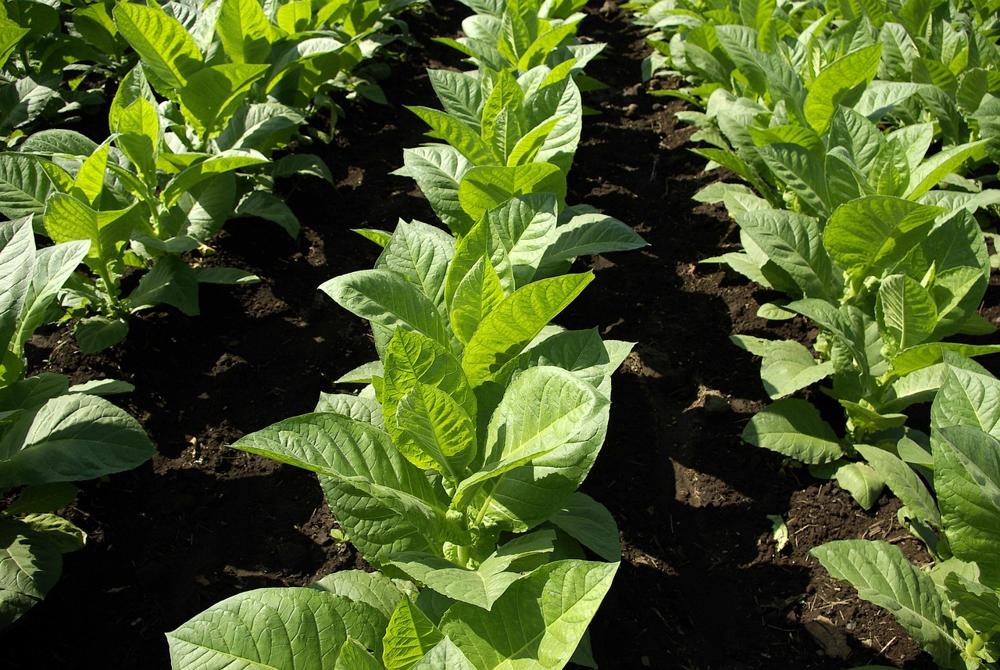 Tobacco leaves